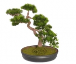 Bonsai Japanese den x318, 40cm